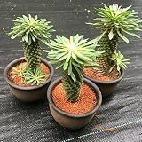 多肉植物：ユーフォルビア　峨眉山鉄甲　陶器鉢*8ｃｍ