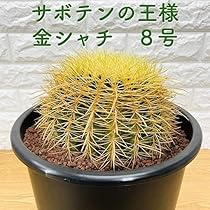 サボテン 金鯱 キンシャチ 8号 観葉植物 楽天市場】サボテン 金鯱 8号 プラ鉢 キンシャチ 土 鉢 種 種類