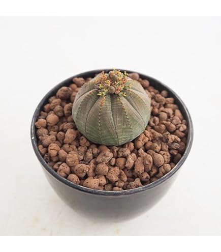 オベサ 梵天 Euphorbia Obesa ユーフォルビア・オベサ梵天 多肉植物