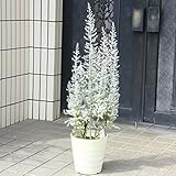 クリスマスツリーのような美しい樹庭木・植木：コチア ダイヤモンドダスト（マイレアナ・セディフォリア）ツリー仕立て！　特大株*