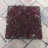 セダム：コーラルカーペットのマット25cm×25cm　1枚[グランドカバーに！] ノーブランド品