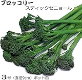 茎ブロッコリー スティックセニョール 9cmポット苗 24ポットセット