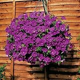 300 seeds/ bag Petunia Seeds Climbing Petunia flower Seeds Mix Petunia Hybrida Garden Bonsai Plant Y