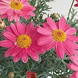 【ノーブランド品】マーガレット：シンプリーコーラル3.5号ポット 2株セット