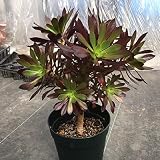 多肉植物：アエオニウム　黒法師*