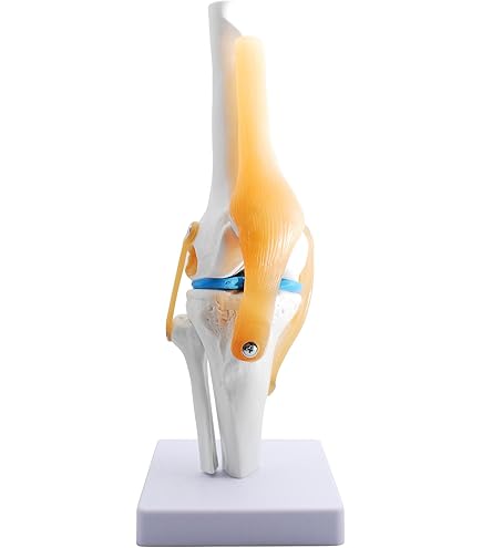 Amazon.co.jp: 膝関節機能模型(ドイツ ソムソ社製) : 産業・研究開発用品