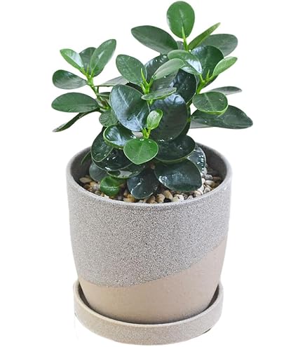 Amazon｜希少 観葉植物 パンダガジュマル 8字仕立て 多幸の木 8号鉢
