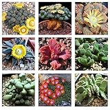 Aloinnopsis種ミックス10種*多肉植物*容易に成長* CombSH C72