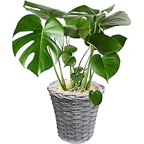 61R6MEDWEtL._AC_UL210_SR210,