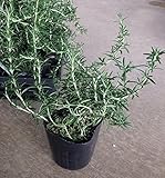 【特選ハーブ苗セット販売】ローズマリー　這い性　10ポットセット（３．５号） 【まとめ売り】