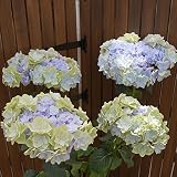 夏色-秋色ケイコブループレミアム　さかもと園芸　夏色-秋色あじさい アンティークアジサイ　品種ケイコブルー（ブルー系)　ガク型　5号鉢　鉢植え　ラッピング鉢　kaopuストア　プレゼント　送料無料