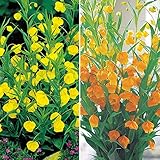 国華園　春植え球根　サンダーソニアセット　2種6球【※発送が国華園からの場合のみ正規品です】