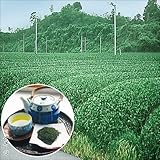 国華園　山菜苗　お茶の木　ヤブキタ　4株【※発送が国華園からの場合のみ正規品です】