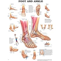 『T papaの』ランツ下肢臨床解剖学（1979年） ヨハネス・ラング他 T papa様 専用の』ランツ下肢臨床解剖学（1979年） ヨハネス