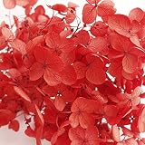 そらプリ アナベルアジサイ レッド 小分け1/2輪 oh-02160-301