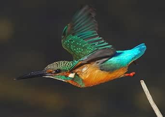 Amazon Co Jp 絵画風 壁紙ポスター はがせるシール式 カワセミの飛行 翡翠 川蟬 ソニドリ 翠鳥 鳥 キャラクロ Bkws 007a1 A1版 0mm 585mm 建築用壁紙 耐候性塗料 ホーム キッチン