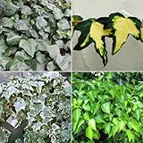 おためし4種12株セット：壁面緑化用ヘデラ[常緑で強健なアイビー4品種]