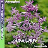 ◆オランダからの花便り【色鮮やか】イキシオリリオン10球