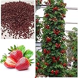 Red Climbing Strawberry Seeds, Garden Fruit Plant, Sweet And Delicious outdoor plant 100pcs AA
