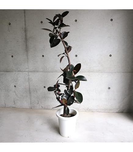 Amazon｜フィカス バーガンディ（黒ゴムの木） 7号鉢室内に