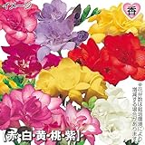 国華園 秋植え球根 ダブル咲フリージアセット 5色25球(各5球)【※発送が国華園からの場合のみ正規品です】