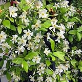 テイカカズラ 3号ポット6株セット[フェンス・グランドカバーに！丈夫なつる性植物]