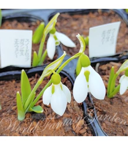 Amazon.co.jp: スノードロップ 球根 4球入 : DIY・工具・ガーデン