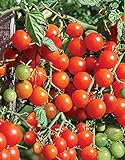 レッドチェリートマト種子Sladkaya Grozdロシア家宝NON-GMO