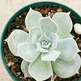 リラシナ 7.5cmポット エケベリア Echeveria Lilacina 福岡県産 多肉植物 多肉 観葉植物 インテリアグリーン 寄せ植えに