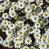 コンパニオンプランツ：ジャーマンカモミール3号ポット4株セット[ハーブ苗]