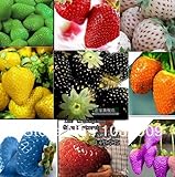2100pcs 30kinds SuperBig climbing strawberry seeds vegetable Fruit seed of a strawberry seedlings ba