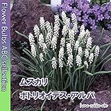 ★【花壇に生える白い花】ムスカリ・ボドリオイデスアルバ・５球【秋植え球根】【オランダからの花便り】