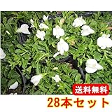 【ノーブランド品】 サギゴケ・シロバナサギゴケ / 9cmポット 【28本セット】
