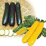国華園　実生野菜苗　ズッキーニ　実生楽々ズッキーニセット　2種4株（各2株）【※発送が国華園からの場合のみ正規品です】