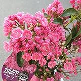 鉢花：カルミア*アメリカシャクナゲ*サラー 5号