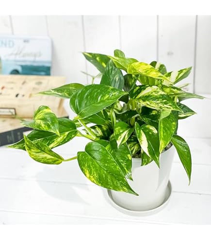 ☆ポトス☆挿し穂用サービスカット☆バンピー5本 🍀12: How to grow a