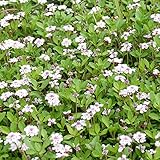 ヒメイワダレソウ3号ポット 28株セット[グランドカバー、屋上緑化に！] ノーブランド品