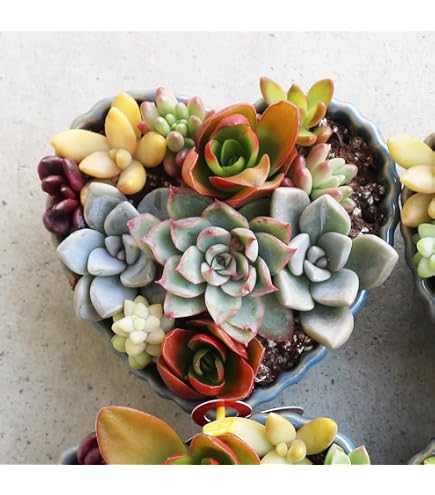 Amazon｜多肉植物 おまかせ 【カット苗】 14cm×9cm ミニ多肉セット