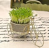 屋内緑のきれいな空気の放射線サイクリングアニオン植栽デスクトップ盆栽、クリエイティブ愛、鍋+土壌+種子、ミニ観葉植物