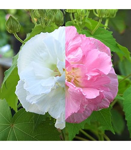 Amazon | （山野草）ヤマシャクヤク（山芍薬）3～3．5号（1ポット