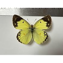 61RS4XnqKbL._AC_UL210_SR210,