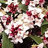 国華園　花木苗　沈丁花　1株【※発送が国華園からの場合のみ正規品です】