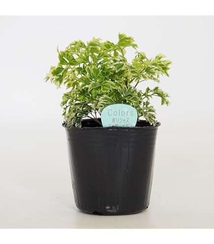 Amazon｜ポリシャス クリスパ 観葉植物 縮れ葉 珍しい 枝差し｜観葉
