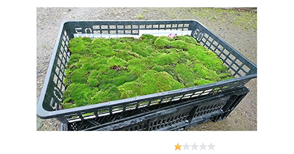 Amazon 北海道産 ギンゴケ 5 340トレー 種 苗