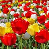 Amazon チューリップ 球根 ピンクインプレッション ５球入 球根