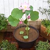 (ビオトープ/蓮)チャーム14号 プロが考えた睡蓮鉢で育てる(ブラウン) おまかせ ハス 本州・四国限定[生体]