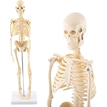 Amazon.co.jp: 1/4サイズ スケルトン 全身骨格模型 約45 cm 人体