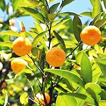 61RWfzNC36L._AC_UL210_SR210,