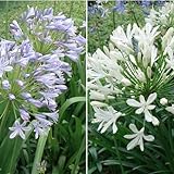アガパンサス：オーシャンブルーとアルバの2株セット[ガーデン＆ガーデン37号掲載商品] ノーブランド品