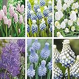 国華園　秋植え球根 ムスカリバラエティーセット 6種55球【※発送が国華園からの場合のみ正規品です】
